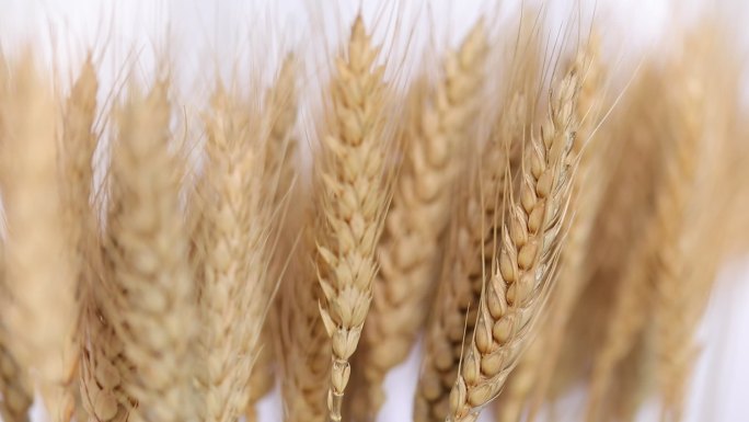 小麦成熟了特写富硒小麦