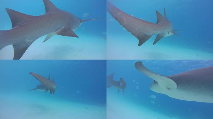两只护士鲨在蓝色的海水中游过沙质海底