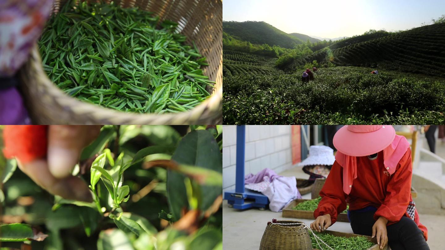 信阳茶山采茶女采茶