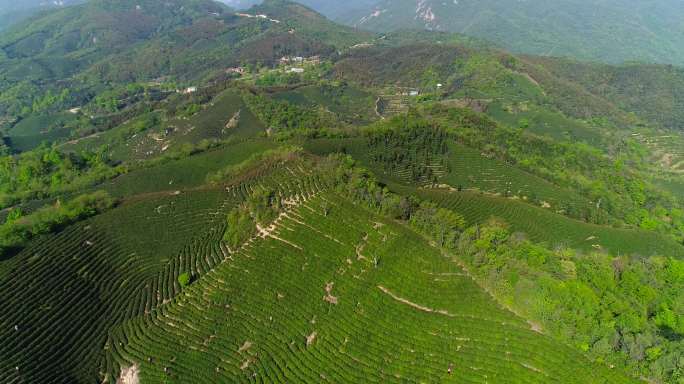 信阳毛尖茶山采茶