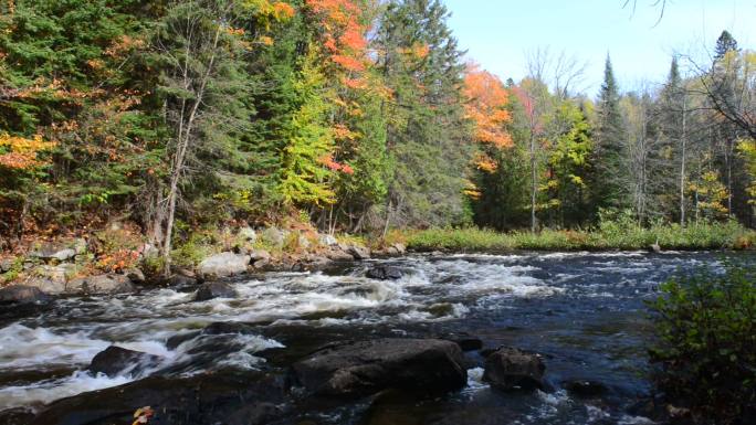 石质河岸上秋天森林的丰富色彩