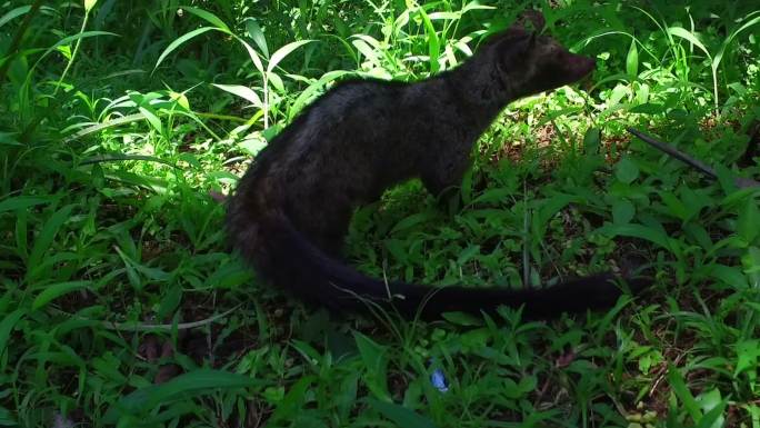 麝香猫野生动物世界国宝熊猫吃竹子国家保护