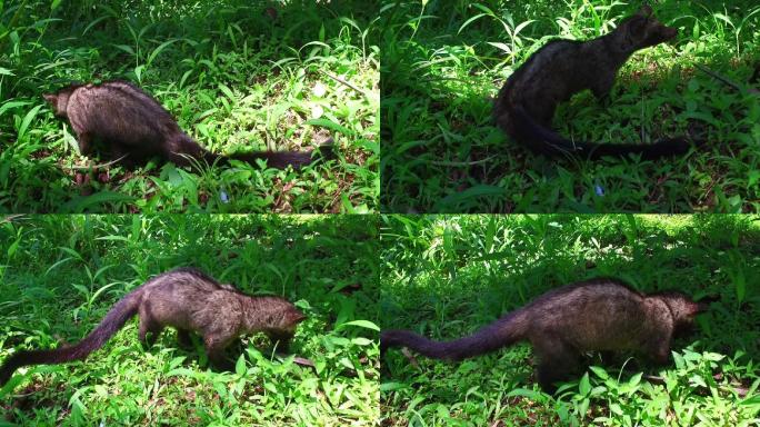 麝香猫野生动物世界国宝熊猫吃竹子国家保护