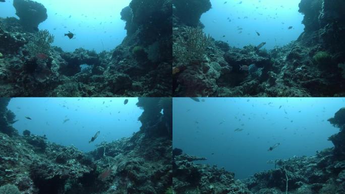 不同种类的热带鱼在蓝色的海水中游过珊瑚礁