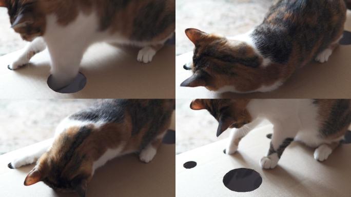 猫在有洞的纸板箱上玩耍