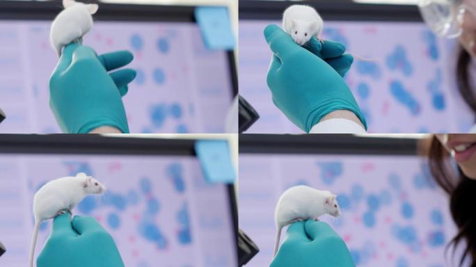 医学研究科学家检查实验室老鼠