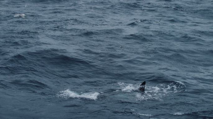 大海里的野生虎鲸