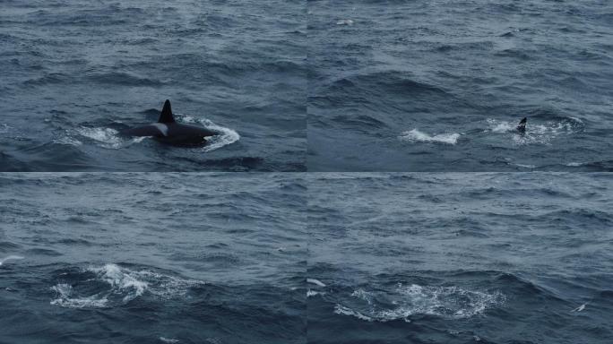 大海里的野生虎鲸