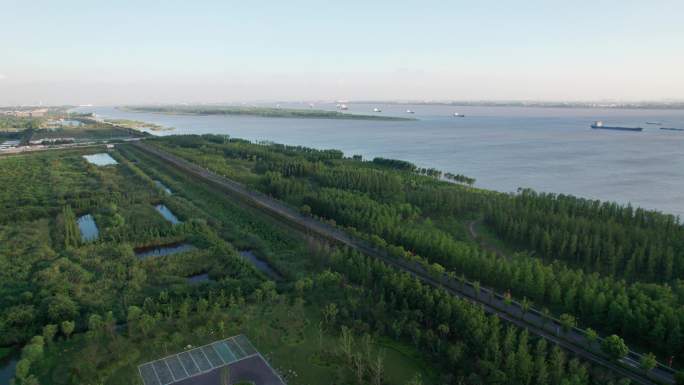 长江河堤绿化