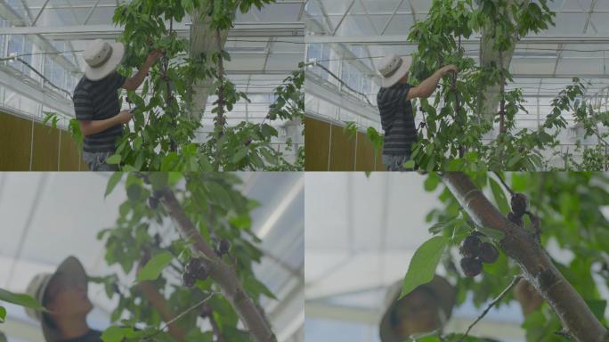 1197种植技术员在整理樱桃树视频素材