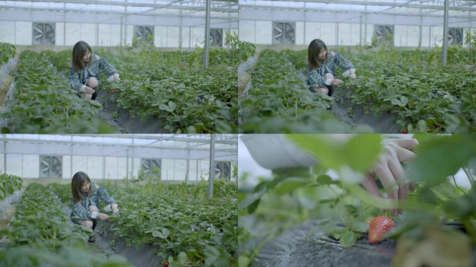 1048 草莓大棚 种植大棚 摘草莓视频