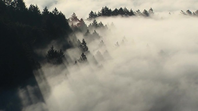 云雾缭绕的森林清晨晨雾雾气