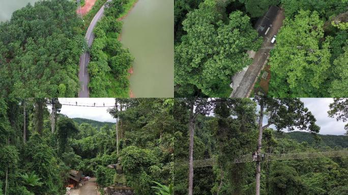西双版纳望天树景区森林热带雨林航拍4K