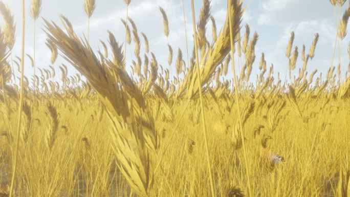 飞越穿越稻田小麦