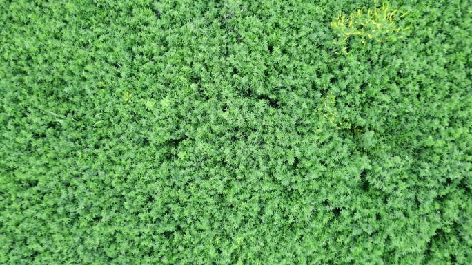 苜蓿草草料种植农业航拍