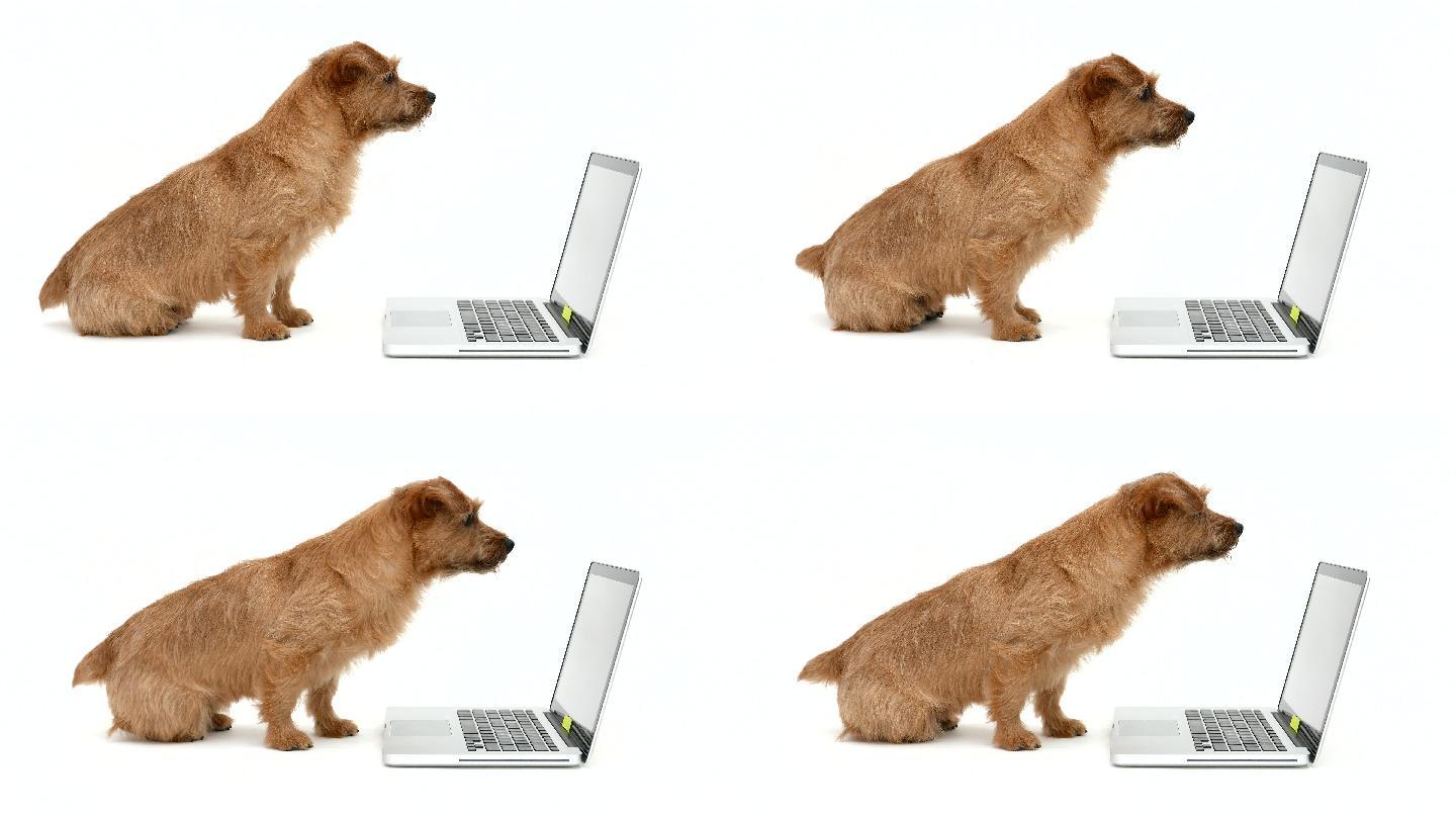 一只狗狗盯着笔记本电脑。