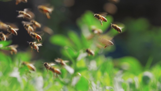蜂群的慢动作，蜜蜂绕着蜂巢飞来飞去