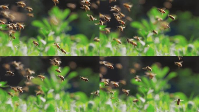 蜂群的慢动作，蜜蜂绕着蜂巢飞来飞去