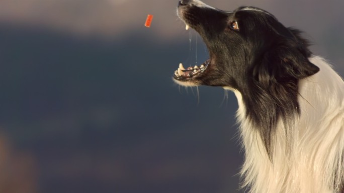 牧羊犬吃狗饼干