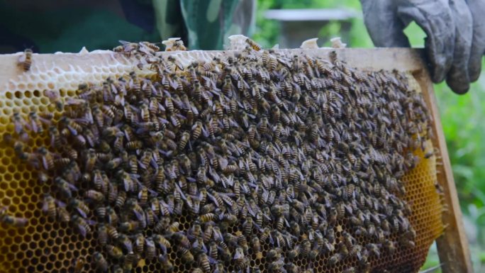 乡村振兴扶贫农业蜜蜂养蜂人蜂蜜