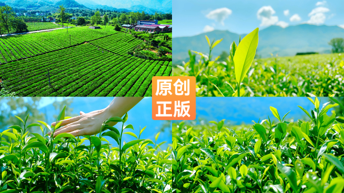 茶山茶园茶叶【侵权必究】