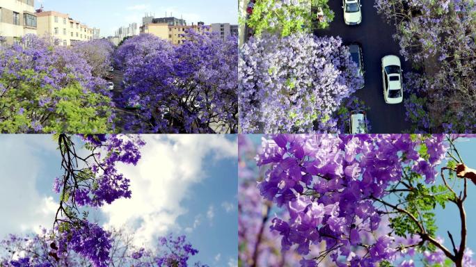 昆明 旅游 蓝花楹 航拍 风景 花 街拍