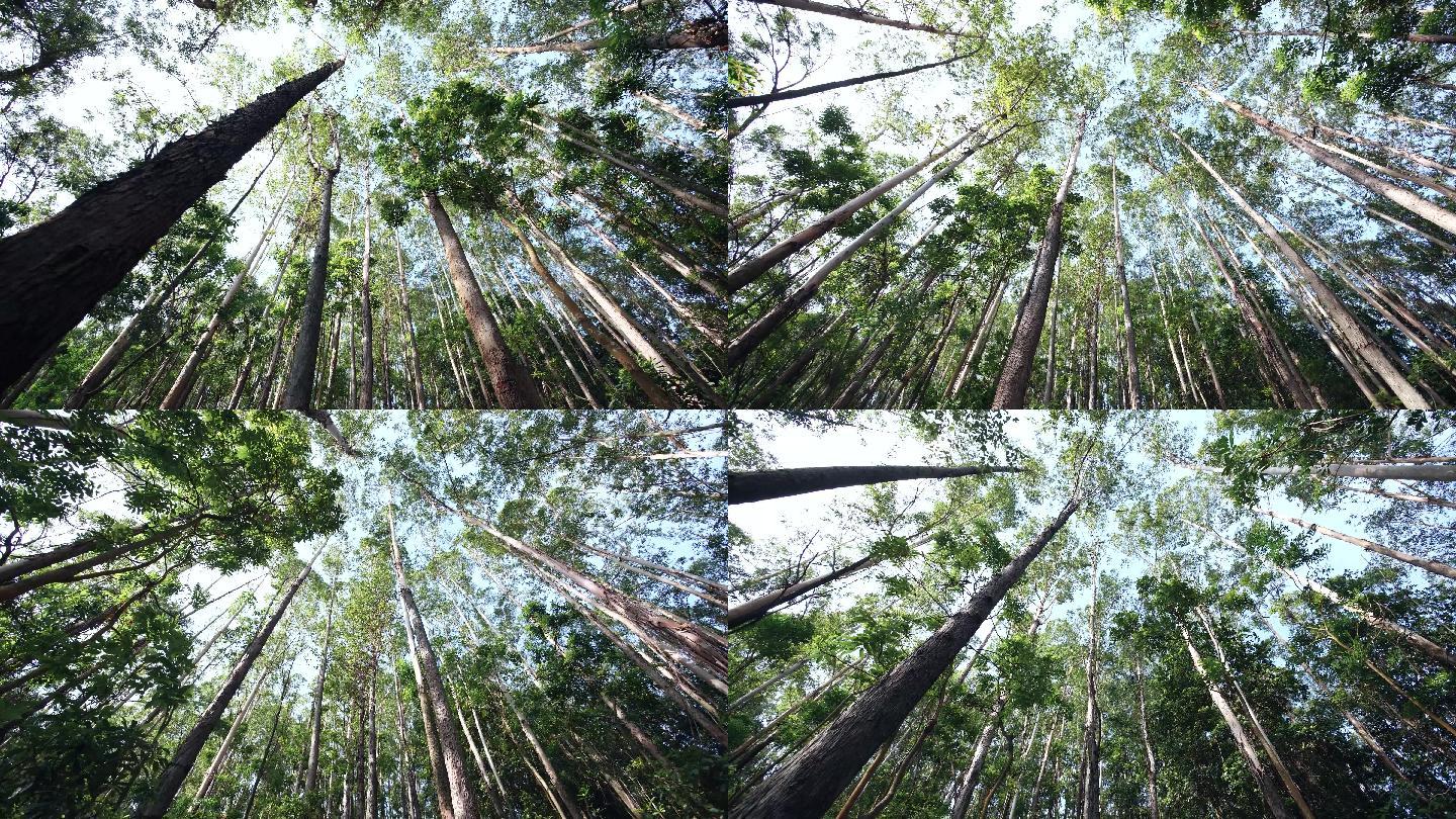 仰拍树林山林树木木材4k视频素材