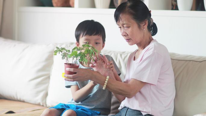 外孙和外婆在摆弄盆栽