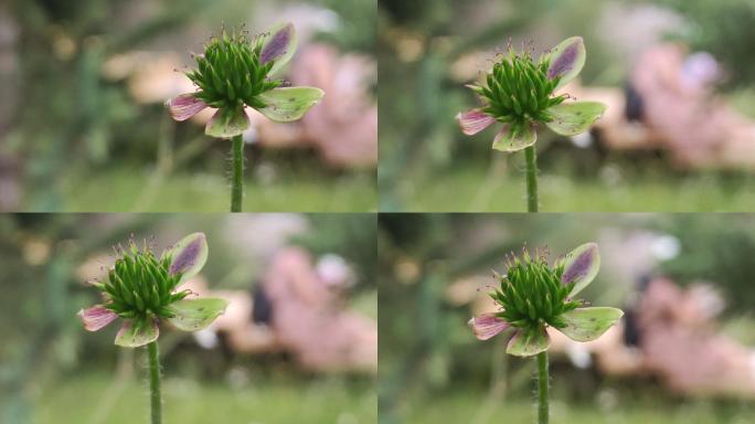 野花野草山区野生花草4k