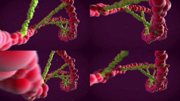 DNA链旋转