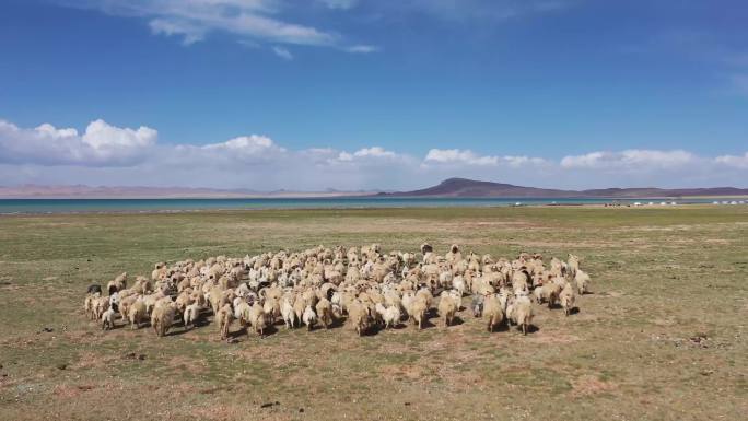 西藏高原牧场  羊群奔跑 西藏风光航拍