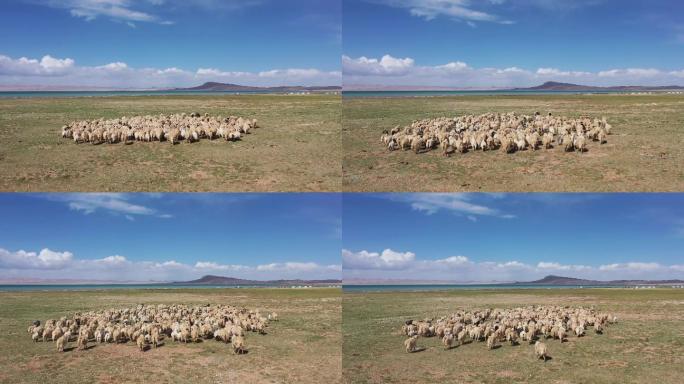 西藏高原牧场  羊群奔跑 西藏风光航拍