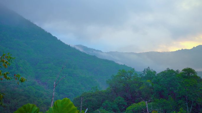 热带雨林国家森林公园视频