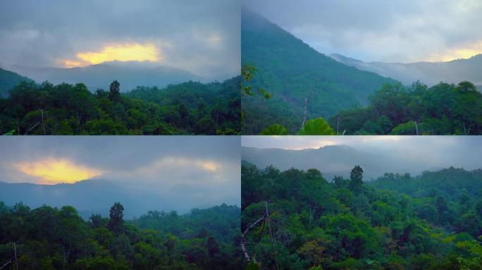 热带雨林国家森林公园视频