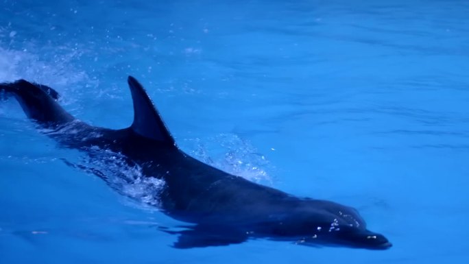 重庆融创海世界海豚剧场海豚海狮秀