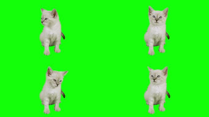猫坐式绿色屏幕（HD）