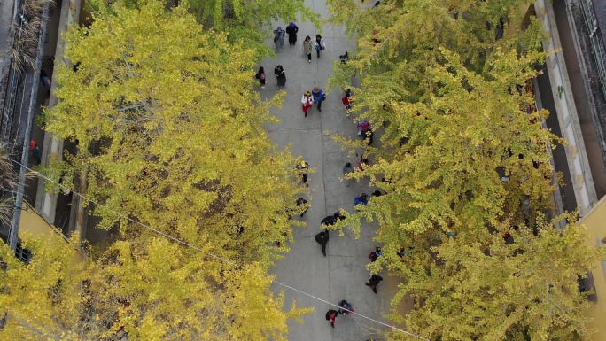 广东人的秋天：黄金满地南雄帽子峰银杏林