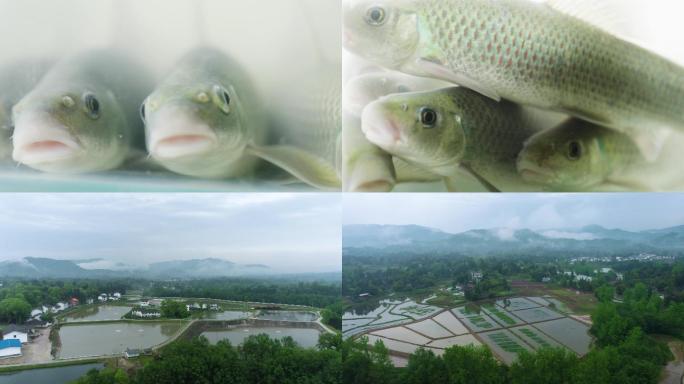 4K江口青鳙 渔业 特色鱼类 特色农业
