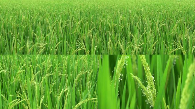 水稻、稻花、农业、致富、美丽乡村
