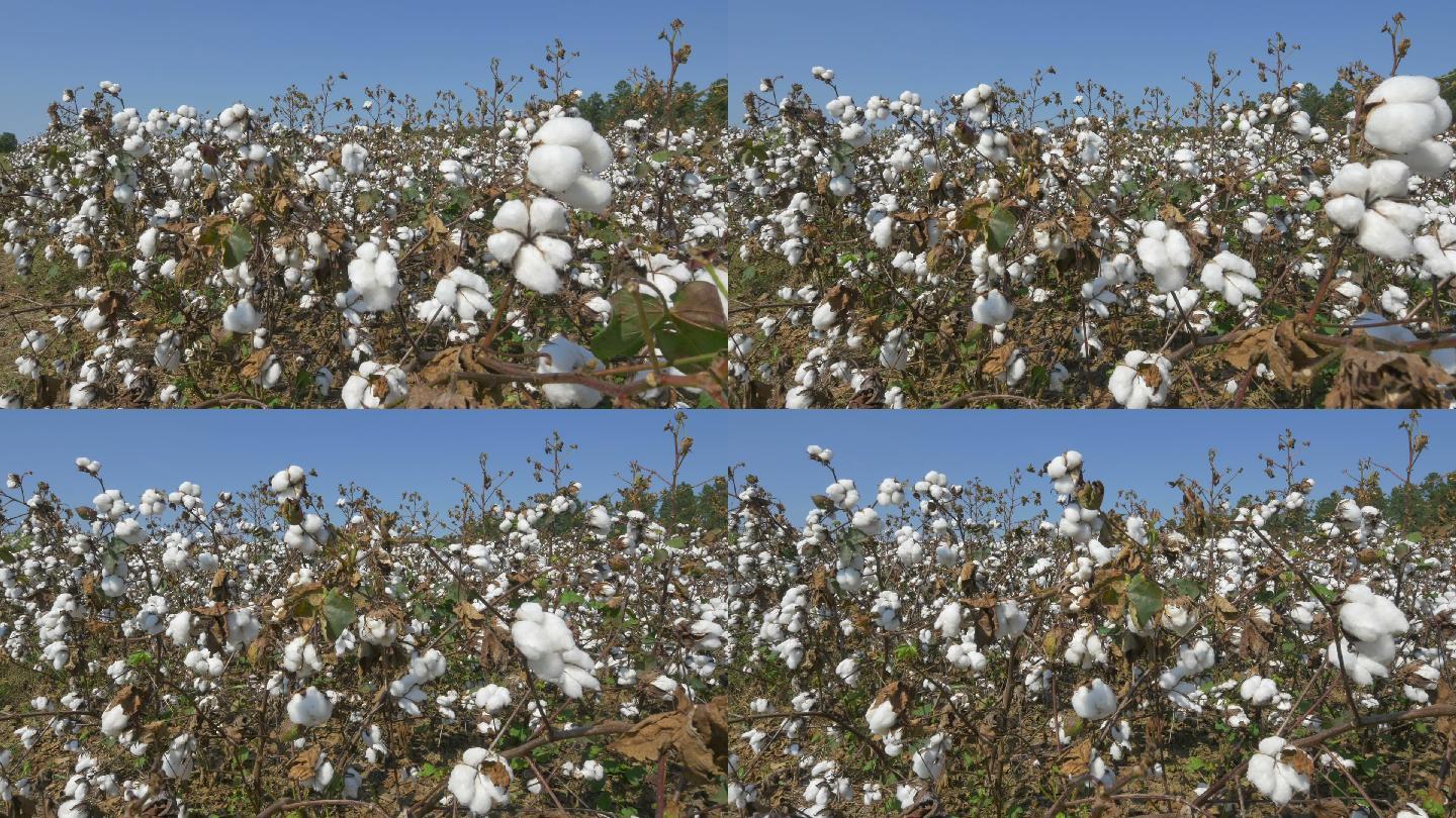 4K特写：满是棉花的农田
