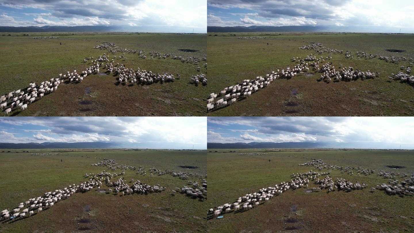 4k固定奔走的羊群