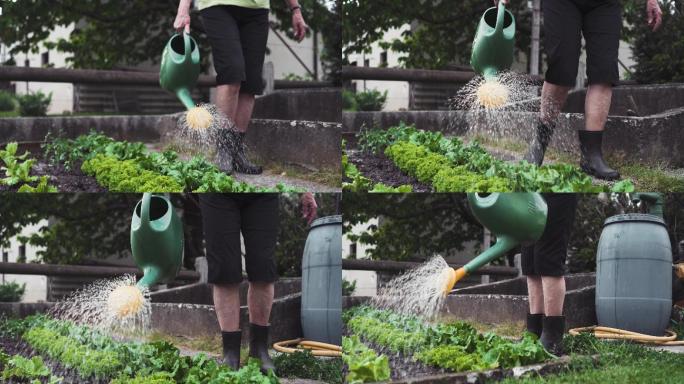 在菜园给作物浇水