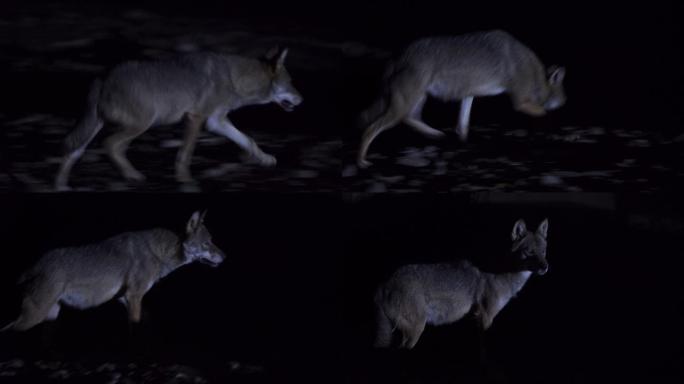 狼野生动物世界国家保护大自然非洲