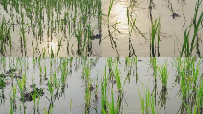 水稻缓苗期
