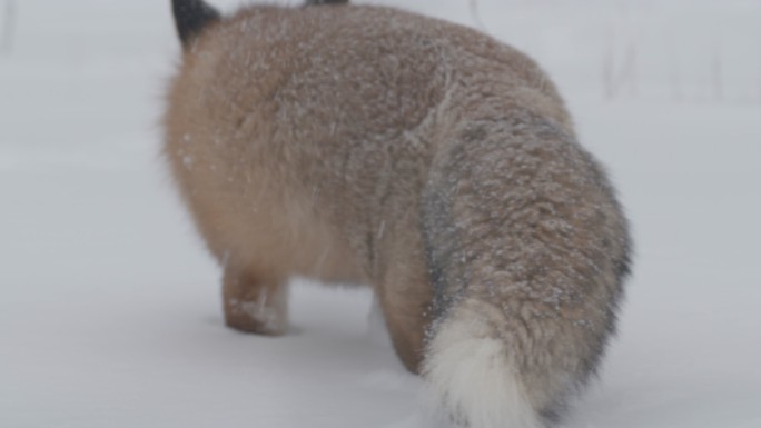 在雪地行走的狐狸野外特写大自然保护区