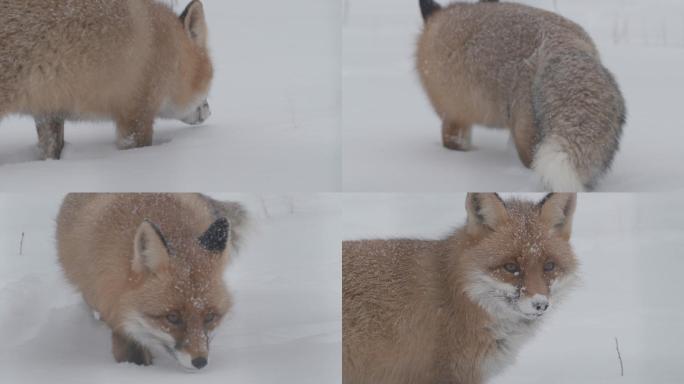 在雪地行走的狐狸野外特写大自然保护区