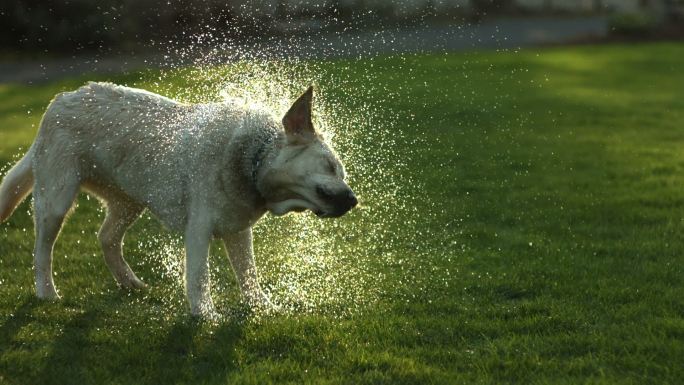 拉布拉多犬在草坪上抖水