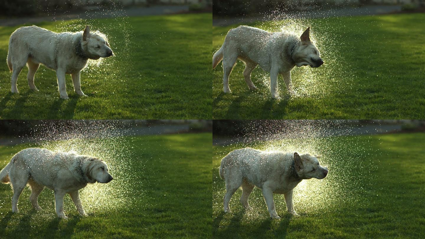 拉布拉多犬在草坪上抖水