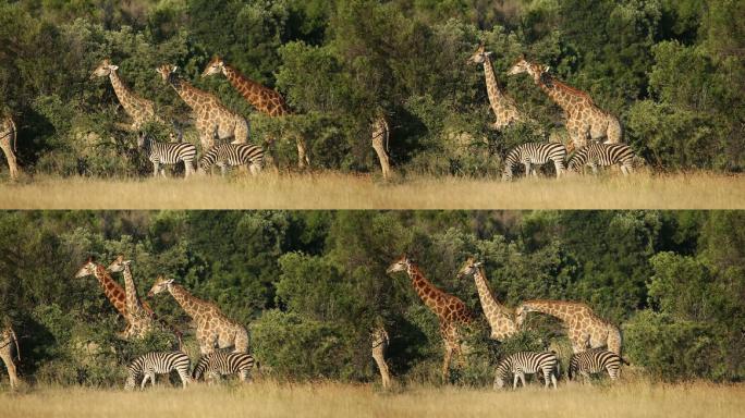 自然栖息地中的长颈鹿和斑马