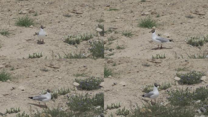 西藏纳木措的鸟类